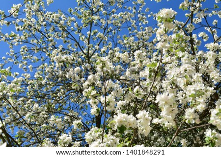 White flowers of an apple tree.