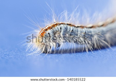 caterpillar insect  macro