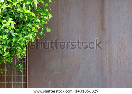 Rusty iron sheet covered with ivy