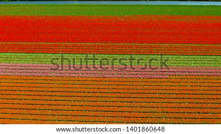 Aerial view of tulip fields in springtime, Holland, the Netherlands
