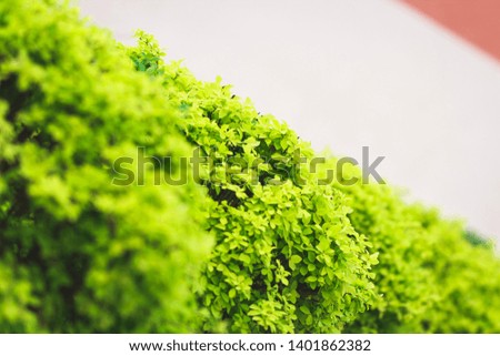 Bright new greenery. Diagonal angle. Place for text. Selective focus