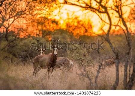 A blesbok (Damaliscus pygargus phillipsi) standing in the grass, looking at the camera at sunset, with the rest of the herd in the background. Game reserve, South Africa