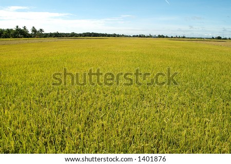 Golden Blue Empty Field