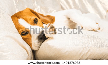 Dog tired sleeps on a couch. Lazy Beagle on sofa. Dog themed background.
