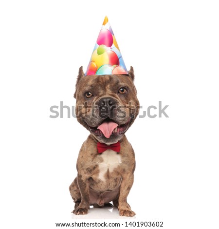adorable big headed dog wearing party hat and bow tie isolated on white background