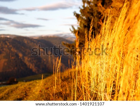 depth of field picture of natural meadow plants at sunrise in the alps with a view down at the valley in austrian alps