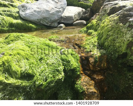 Small waterfall created by leftover sea water on a mossy rock