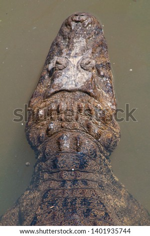 portrait oriented picture of a crocodile caiman head in water