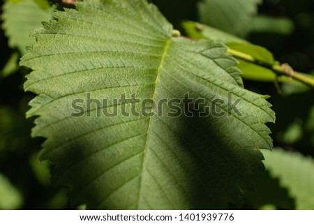 Background of green leaves. Texture leaves.