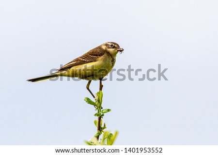 The bird sits on a twig and holds an insect in its beak. Wildlife concept. Russia Moscow region.