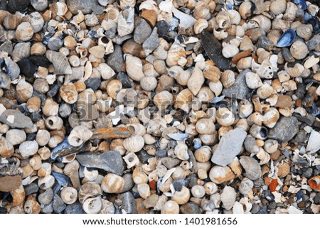 Hundreds of small periwinkle snail seashells on a beach. A few other types of seashell are present. Closeup view looking straight down.