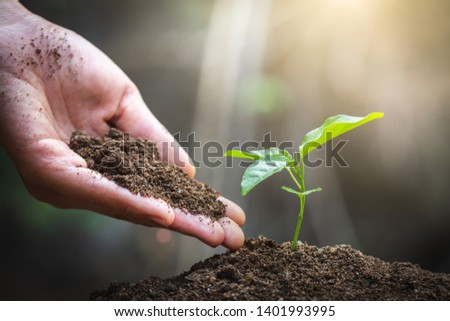 The World Environment Day,  Human hand planted a small tree Green color that grows on fertile soil. Forest conservation concept 