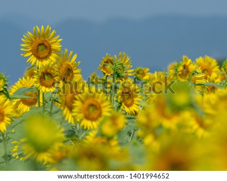 I took a picture of my neighborhood sunflower field