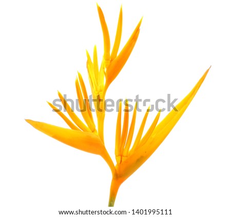yellow bird of paradise clipping path white background