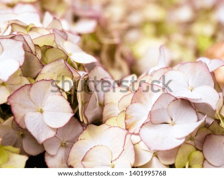 Macro detail of hydrangea flower named also as hydrangea or hortensia is a genus of 70-75 species of flowering plants native to southern and eastern Asia