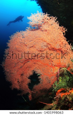 An underwater look of Moal Boal filled with various corals. philippines