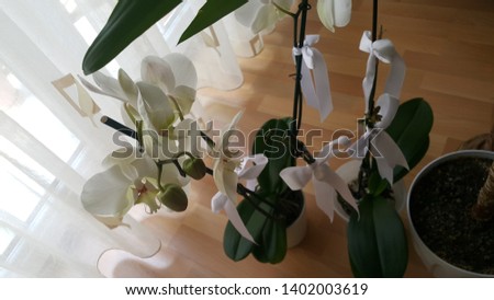 white orchid flowers grown in pots at home