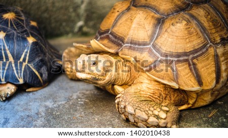 Close up sulcata tortoise. tortoise resting in the garden,Spurred tortoise sunbathe on ground with his protective shell.