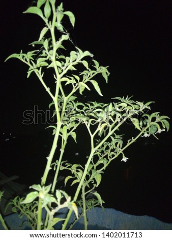 Chilli and tomato plant pictures 