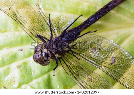 Dead dragonfly with broken legs lying upside down on a leaf