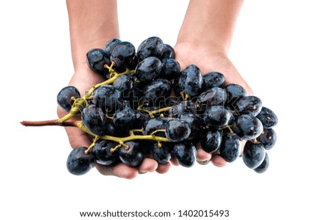 Hand holding fresh black grape isolated on white background