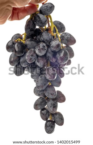 Hand holding fresh black grape isolated on white background