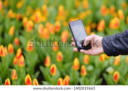Man taking photo tulips using smartphone in Keukenhof park in Netherlands, close-up. Famous Garden of Europe.Tulips symbol of Holland.