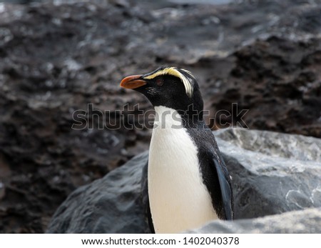 A solitary Fiordland penguin on the shores of New Zealand