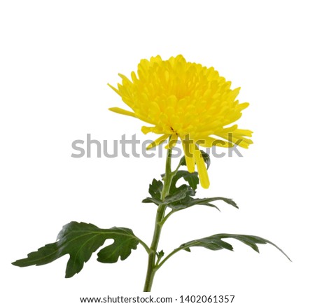 Close up blooming yellow Daisy flower isolated on white background