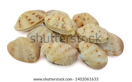 Fresh Hard clam isolated on white background
