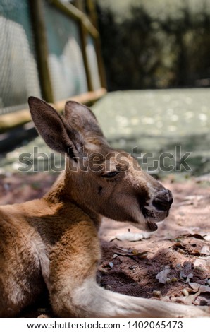 Kangaroo in Caversham Wildlife Park, Perth, 