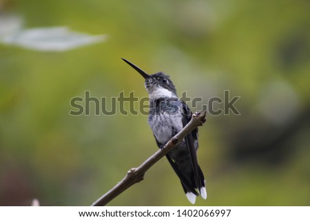  Hummingbird Bird of the fundamental nature necessary for the life of many plants