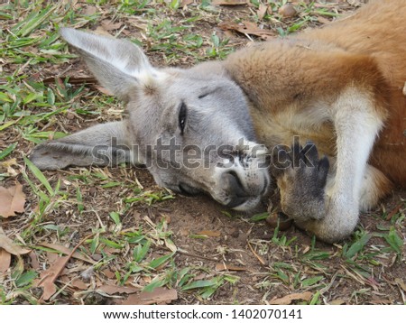 Beautiful Kangaroos, part of Australia's wonderful wildlife 