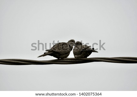 birds on wire, beautiful photo  picture