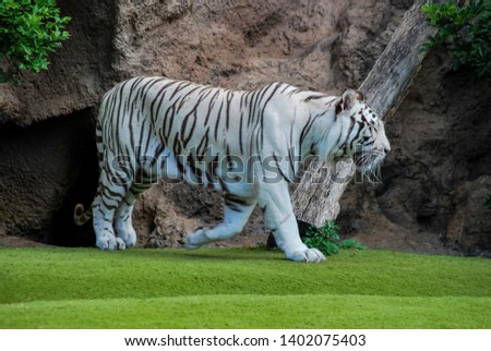 tiger in grass, beautiful photo picture