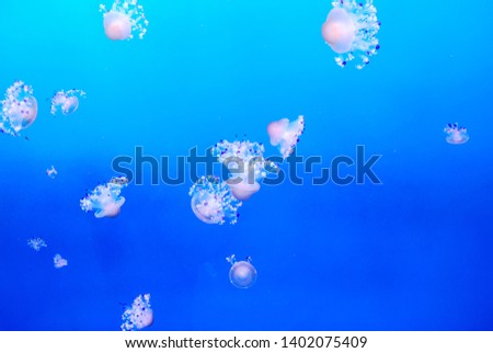 jellyfish in water, beautiful photo picture
