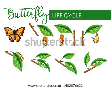 Butterfly insect life cycle larva transformation vector biology and nature evolution caterpillar stage and cocoon eggs and larva flying bug with bright wings branch with leaf monarch species.