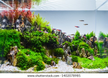 close up image of underwater landscape nature style aquarium tank with a variety of aquatic plants inside. Royalty-Free Stock Photo #1402078985