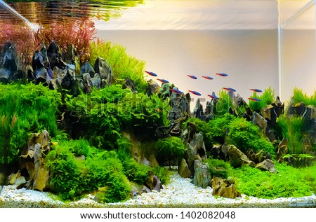 close up image of underwater landscape nature style aquarium tank with a variety of aquatic plants inside. Royalty-Free Stock Photo #1402082048