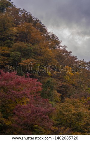 Autumn tree in forest with rain clouds.