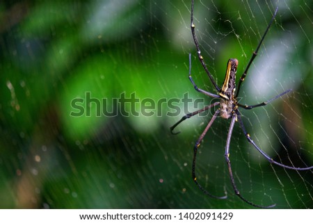 Kemlandingan spider (Nephila maculata) on the nest in the garden with blur background. Front view close up details. 