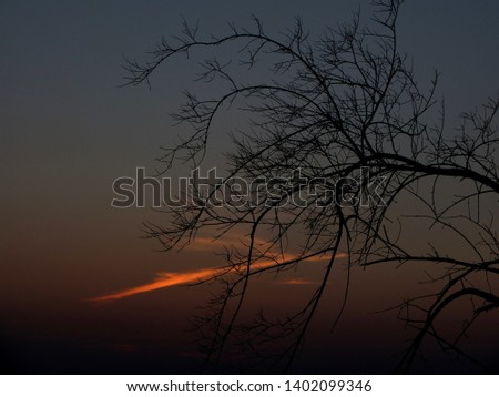 picture of dry twigs with a background of sunrise and orange clouds