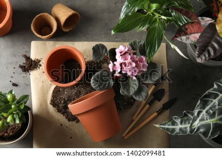 Flat lay composition with pots, home plants and gardening tools on grey background