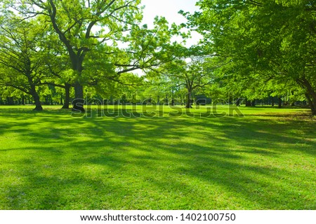 Park tree in the morning Royalty-Free Stock Photo #1402100750