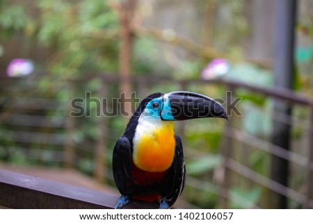 beautiful and colorful channel-billed toucan