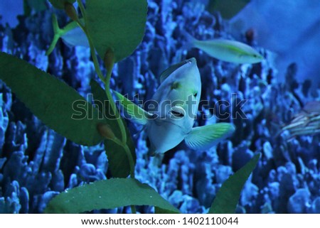 The cute yellowfin surgeonfish or Cuvier's surgeonfish (Acanthurus xanthopterus) in marine aquarium. It lives near coral reefs, widespread in the Indo-Pacific.