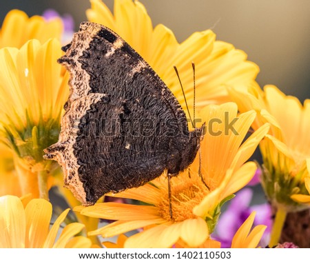 Mourning Cloak butterfly on yellow poppy