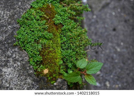 Weeds/grass grow on concrete roads. Top view close up details. Natural green plant landscape using as a background or wallpapers.