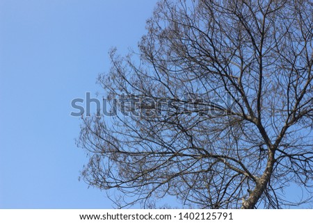 leafless tree branches, against the background of a bright blue sky