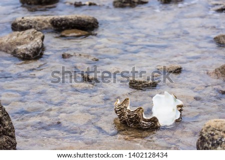 Giant clam in to the sea.Thailand